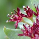 Roseroot=Sedum integrafolium: flowers