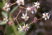 Heart-leaved saxifrage: flowers