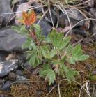 Slender saxifrage=Saxifraga sibirica?: