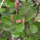 Net-veined willow=Salix reticulata: clump