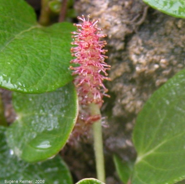 IMG 2008-Jun30 at DempsterHwy next stop N of NorthForkPass:&nbsp; Net-veined willow (Salix reticulata) male? flower