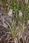 Little weaselsnout?: or AlpineBistort plant