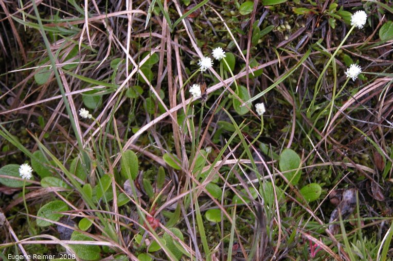 IMG 2008-Jun30 at DempsterHwy next stop N of NorthForkPass:&nbsp; Scotch false-asphodel (Tofieldia pusilla)?