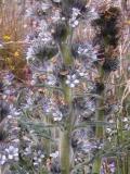 Coffee-Creek scorpionweed=Phacelia mollis: flowers