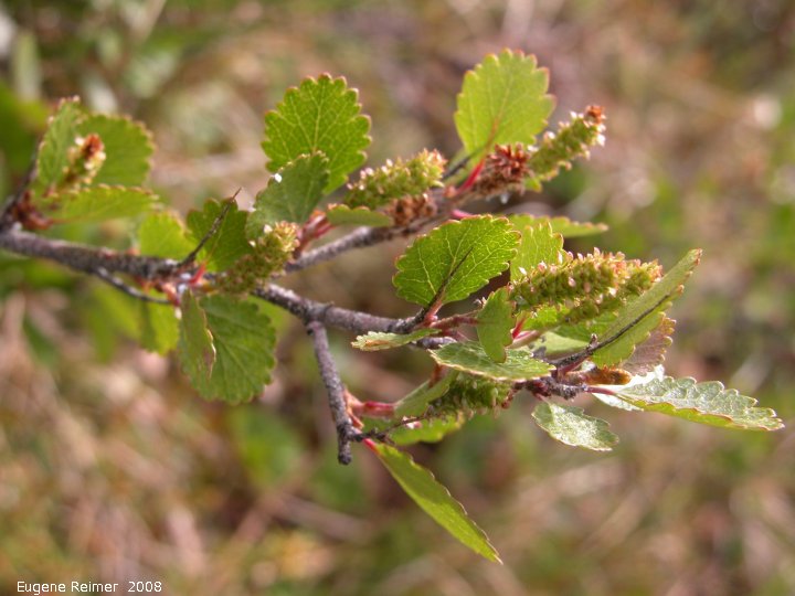 IMG 2008-Jun30 at communications-installation:&nbsp; Bog birch (Betula pumila)