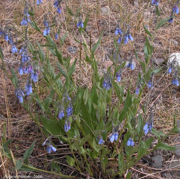 IMG 2008-Jun30 at communications-installation:&nbsp; Mertensia bluebell (Mertensia sp)