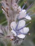 Coffee-Creek scorpionweed=Phacelia mollis: flowers