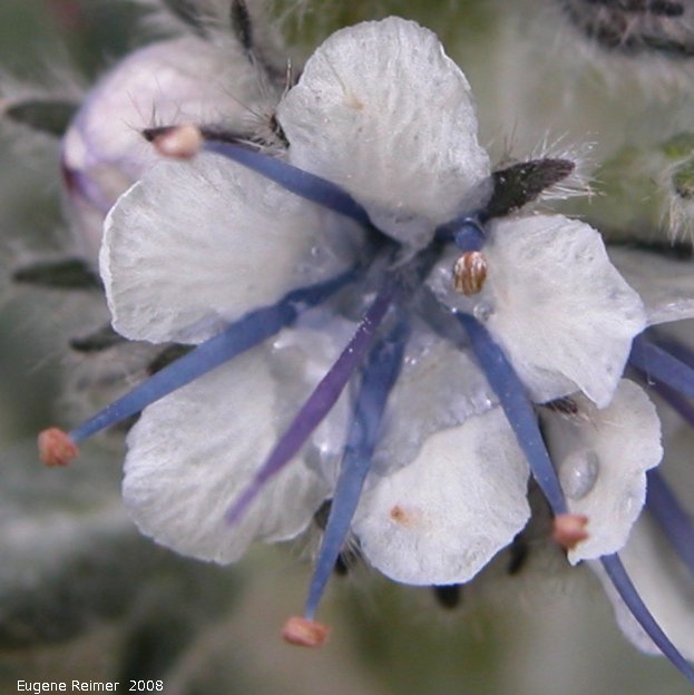 IMG 2008-Jun30 at communications-installation:&nbsp; Coffee-Creek scorpionweed (Phacelia mollis) flower