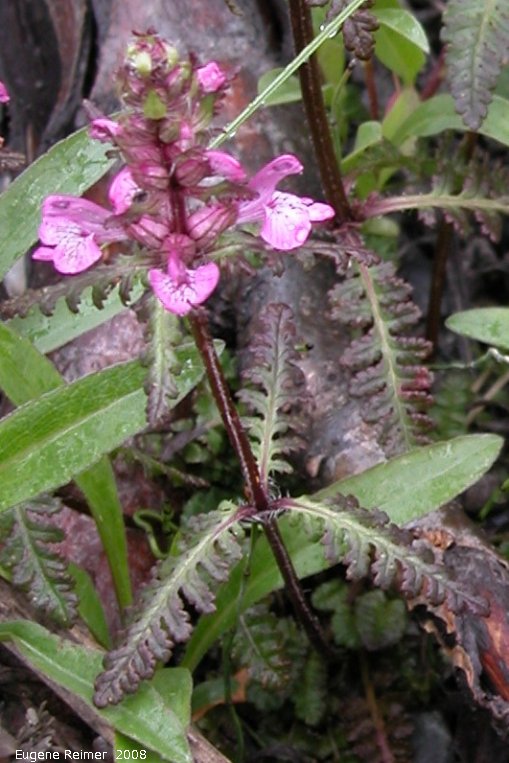 IMG 2008-Jun30 at DempsterHwy another stop:&nbsp; Elephants-head lousewort (Pedicularis groenlandica) plant