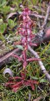 Elephants-head lousewort: plant in seed stage