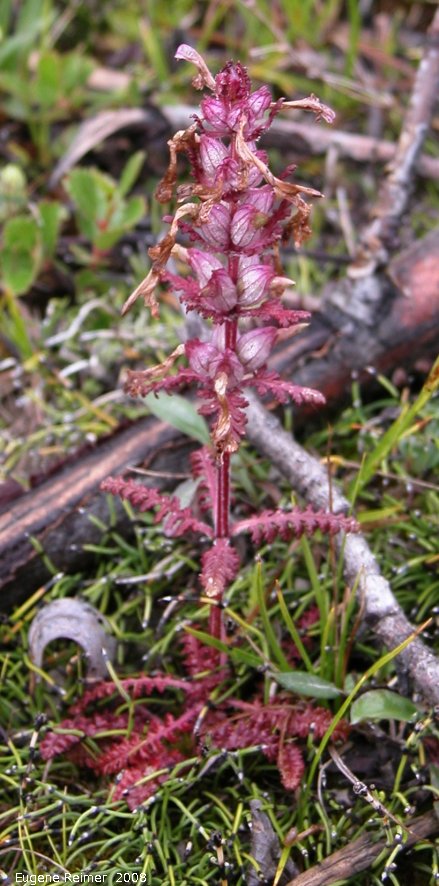 IMG 2008-Jun30 at DempsterHwy another stop:  Elephants-head lousewort (Pedicularis groenlandica) plant in seed stage