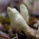 Dead-mans-fingers fungus: closer