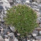 Dwarf alpine hawksbeard=Crepis nana: clump in bud