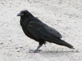 Raven: