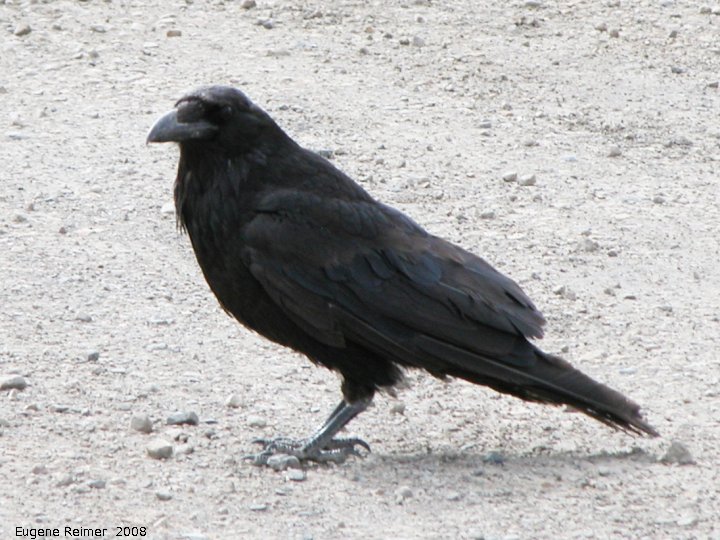 IMG 2008-Jul01 at the Arctic-Circle:  Raven (Corvus corax)