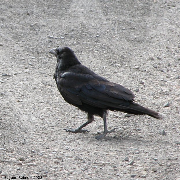 IMG 2008-Jul01 at the Arctic-Circle:&nbsp; Raven (Corvus corax)