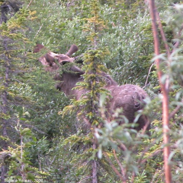 IMG 2008-Jul01 at DempsterHwy N of the arctic-circle:  Moose (Alces alces)?