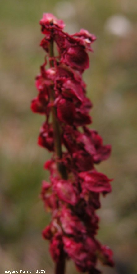 IMG 2008-Jul01 at DempsterHwy N of the arctic-circle:&nbsp; Arctic dock (Rumex arcticus) spike