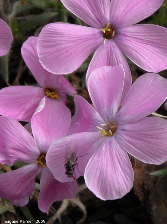 IMG 2008-Jul01 at DempsterHwy N of the arctic-circle:&nbsp; Arctic phlox (Phlox sibirica) flowers