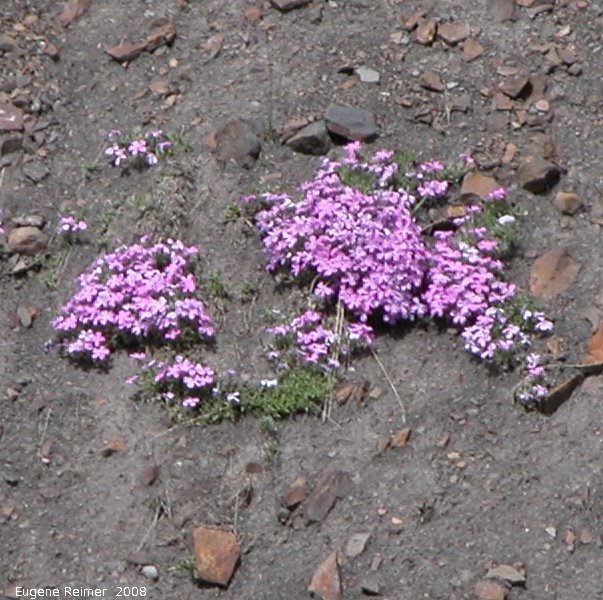 IMG 2008-Jul01 at DempsterHwy N of the arctic-circle:  Arctic phlox (Phlox sibirica) on the steep rocky slope