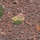 Iceland poppy=Papaver nudicaule: on the steep rocky slope