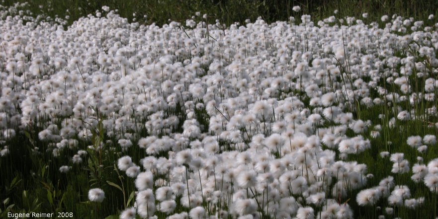 IMG 2008-Jul01 at DempsterHwy N of the arctic-circle:  Cotton grass (Eriophorum angustifolium) clump
