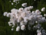 Cotton grass: