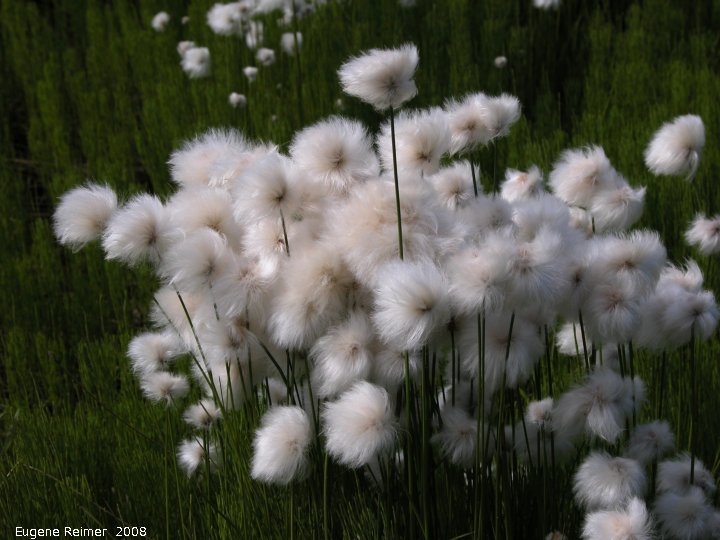 IMG 2008-Jul01 at DempsterHwy N of the arctic-circle:  Cotton grass (Eriophorum angustifolium)