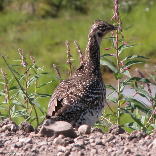 IMG 2008-Jul01 at DempsterHwy N of the arctic-circle:&nbsp; Sharp-tailed grouse (Tympanuchus phasianellus) or Rock ptarmigan (Lagopus muta) female