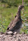 Sharp-tailed grouse: or RockPtarmigan female