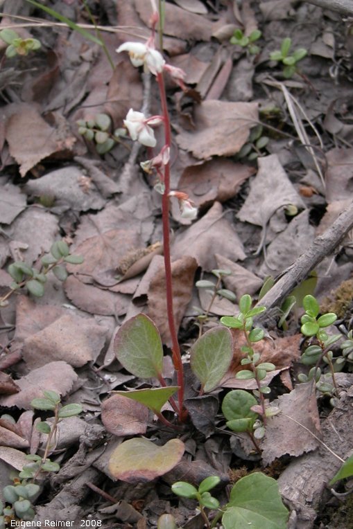 IMG 2008-Jul01 at DempsterHwy N of MackenzieRiver-ferry:&nbsp; Large-flowered pyrola (Pyrola grandiflora)