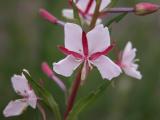 Fireweed: white form flowers
