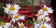 Scentless chamomile: or OxEyeDaisy flowers
