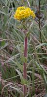 Marsh ragwort=Senecio congestus: plant
