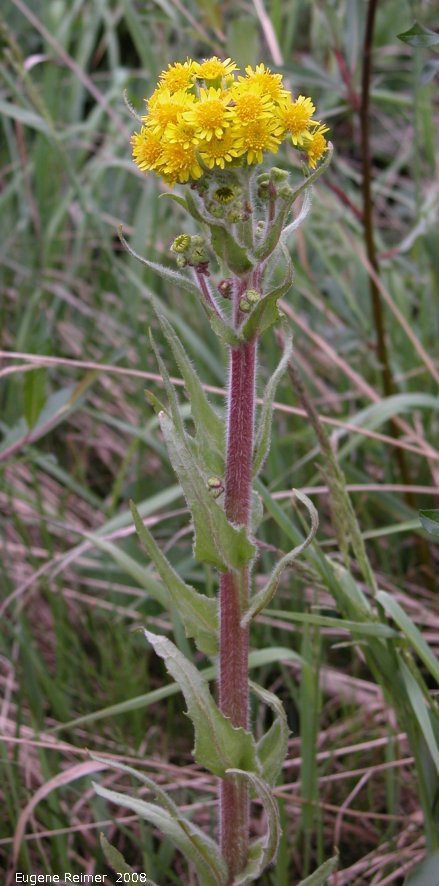 IMG 2008-Jul02 at northern outskirts of Inuvik:  Marsh ragwort (Senecio congestus) plant