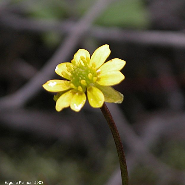 IMG 2008-Jul02 at northern outskirts of Inuvik:  Macouns buttercup (Ranunculus macounii)? flower