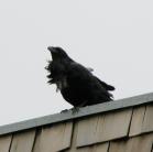 Raven: without bun