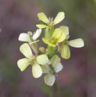 Low braya=Low northern rockcress=Neotorularia humilis=Braya humilis?: flowers