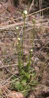 Grass-of-parnassus, Marsh=Parnassia palustris: plant in bud