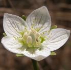 Grass-of-parnassus, Marsh=Parnassia palustris: flower
