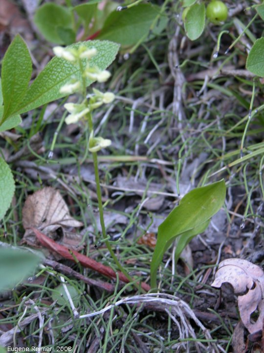 IMG 2008-Jul04 at Inuvik:  Blunt-leaf rein-orchid (Platanthera obtusata) plant bad