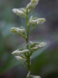 Platanthera obtusata: flowers bad