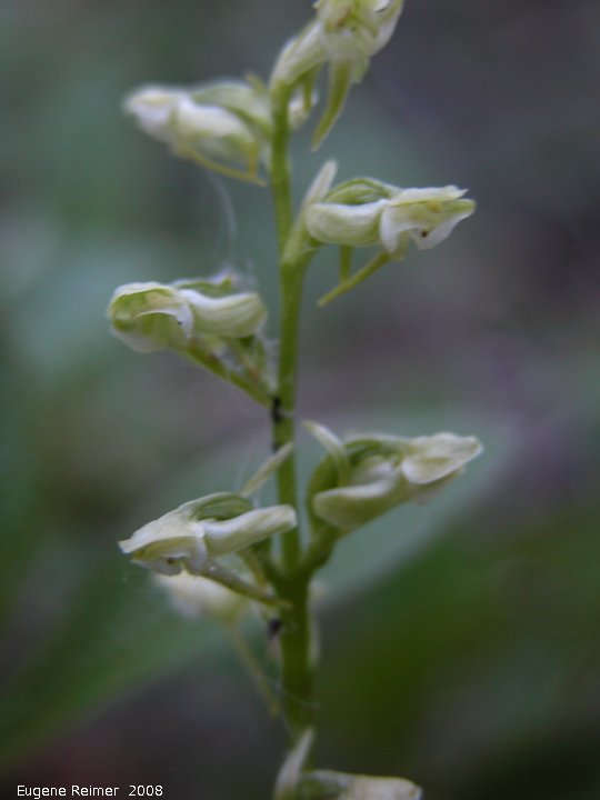IMG 2008-Jul04 at Inuvik:  Blunt-leaf rein-orchid (Platanthera obtusata) flowers bad