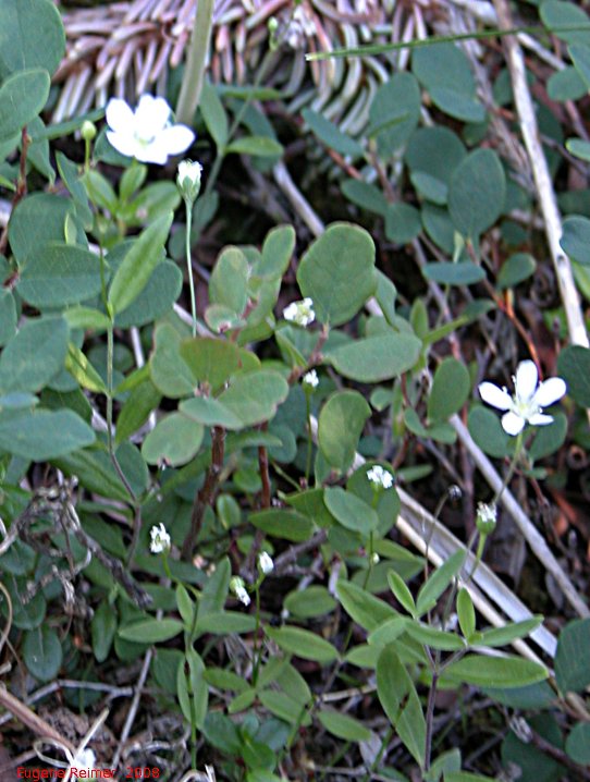 IMG 2008-Jul04 at Inuvik:  unidentified white flower