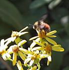 2008jul04 at Inuvik:  Bumblebee-red-abdomen=Bombus melanopygus on ragwort