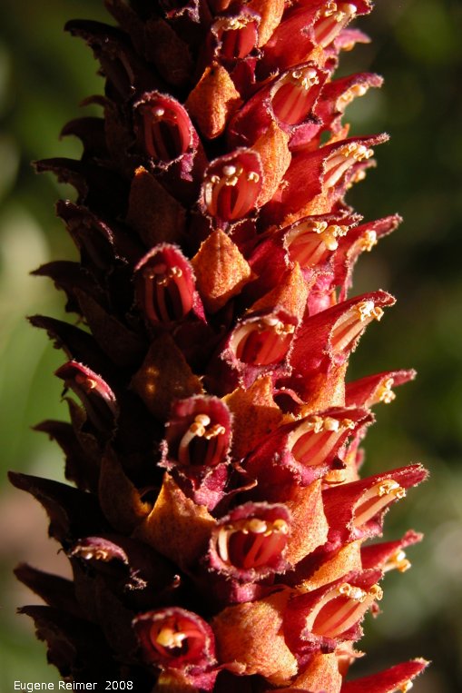 IMG 2008-Jul04 at Inuvik:&nbsp; Northern ground-cone (Boschniakia rossica) flowers