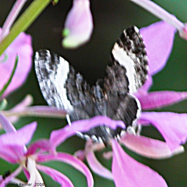 IMG 2008-Jul04 at Inuvik:  White admiral butterfly (Limenitis arthemis)? or Grizzled skipper (Pyrgus sp) on Fireweed (Epilobium angustifolium)
