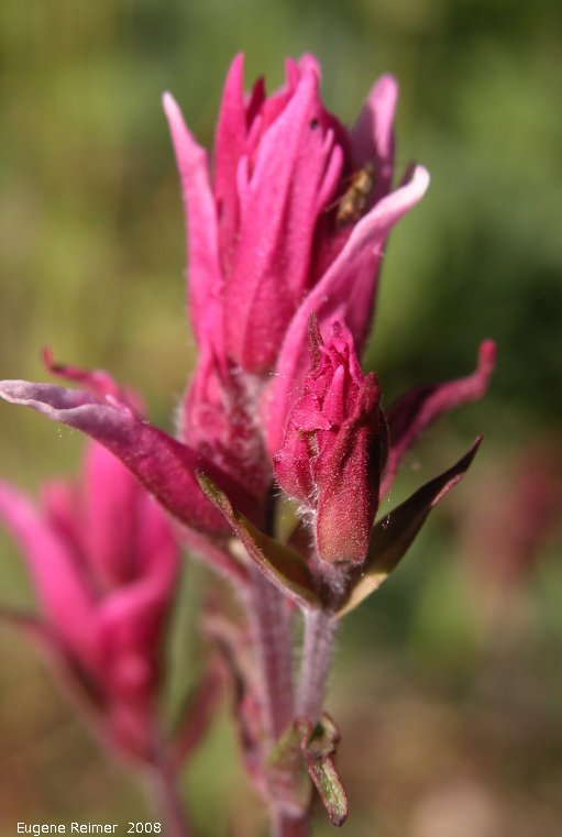 IMG 2008-Jul04 at Inuvik:&nbsp; Paintbrush (Castilleja sp) species?