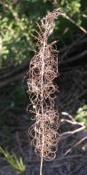 Fireweed: an old dead plant with empty capsules