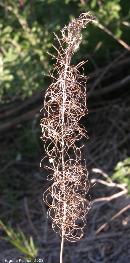 IMG 2008-Jul04 at Inuvik:&nbsp; Fireweed (Epilobium angustifolium) an old dead plant with empty capsules